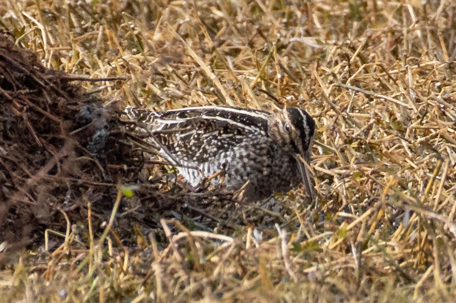 Wilson's Snipe - ML646365589