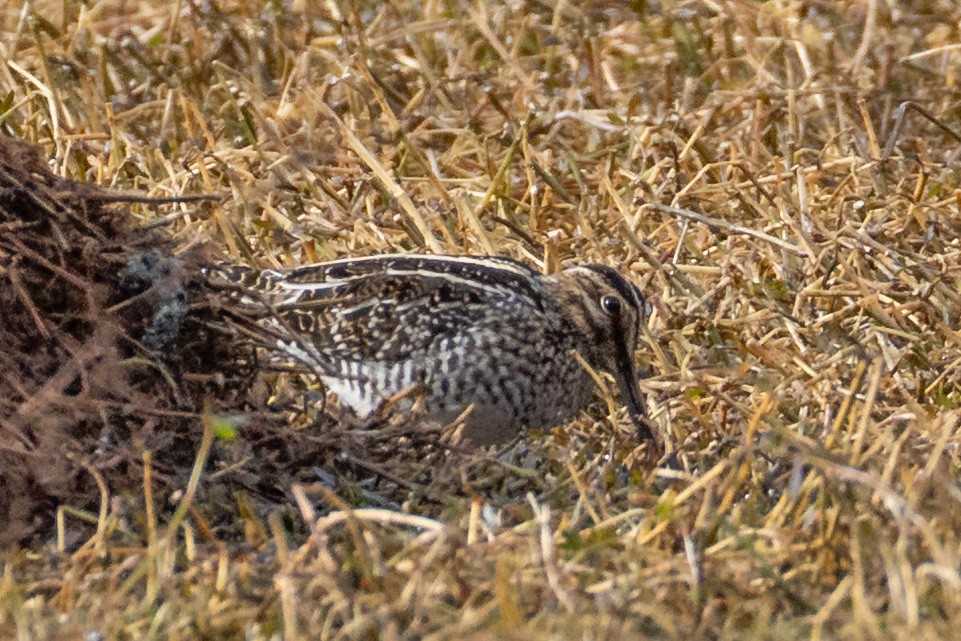 Wilson's Snipe - ML646365590