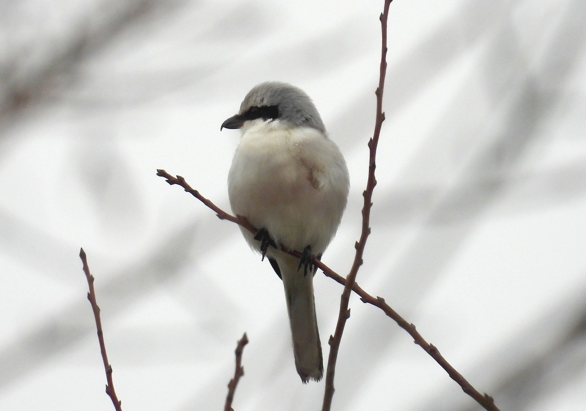 Great Gray Shrike - ML646365591