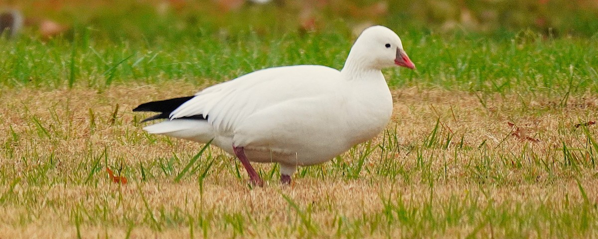 Ross's Goose - ML646365597