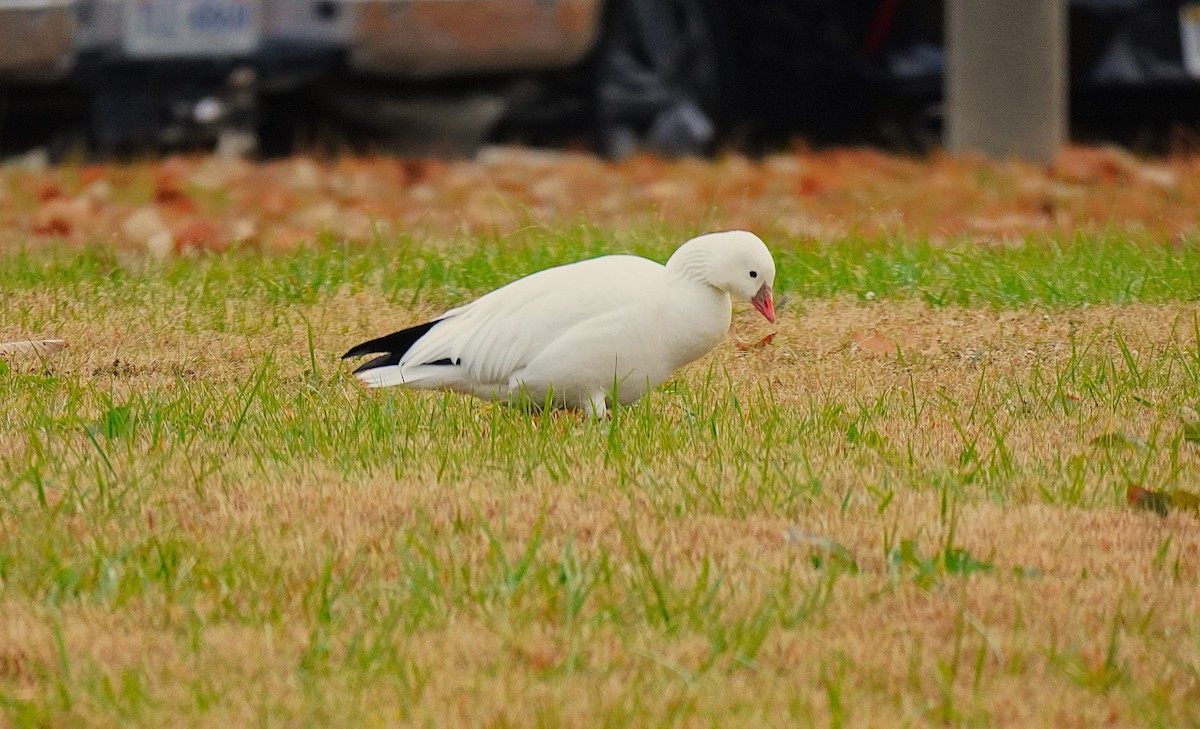 Ross's Goose - ML646365598