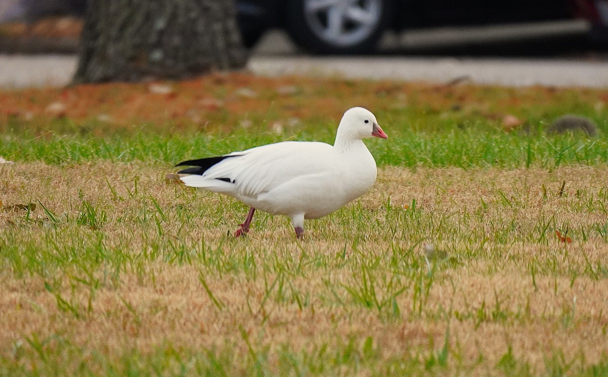 Ross's Goose - ML646365599