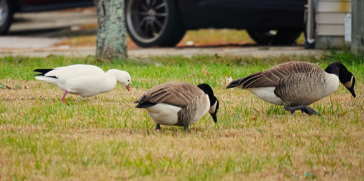 Ross's Goose - ML646365600
