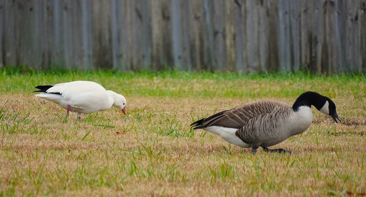 Ross's Goose - ML646365601