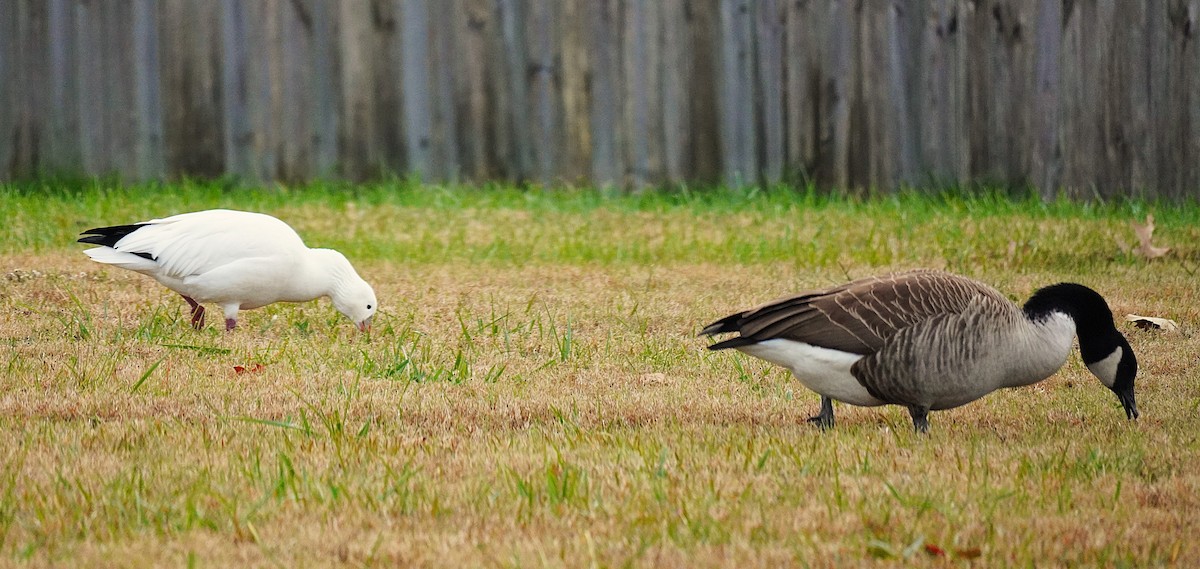 Ross's Goose - ML646365602