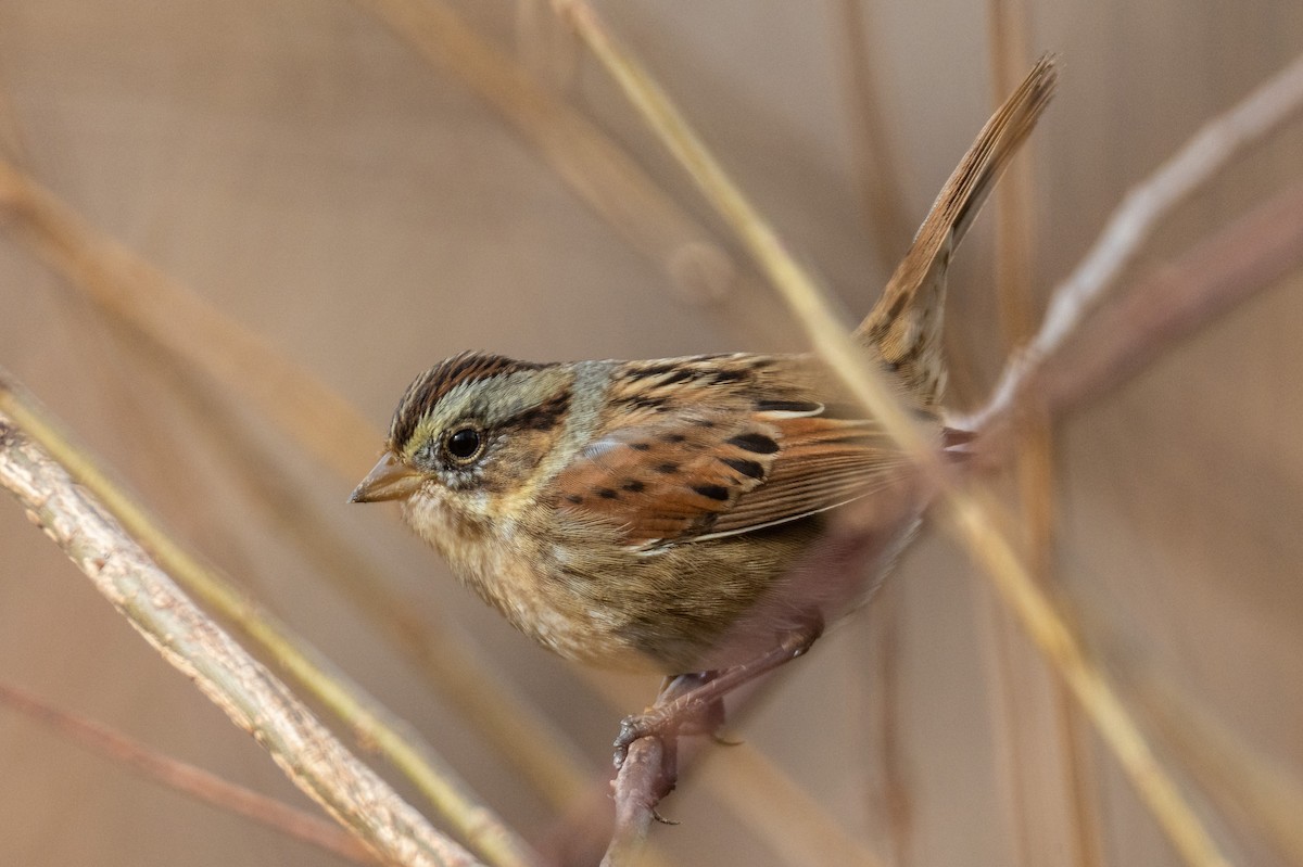 Swamp Sparrow - ML646365604