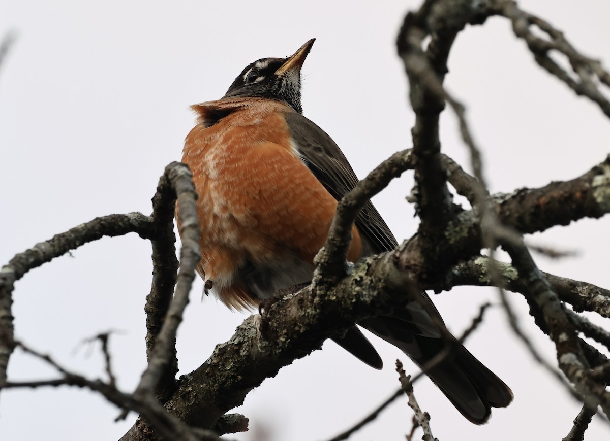 American Robin - ML646365612