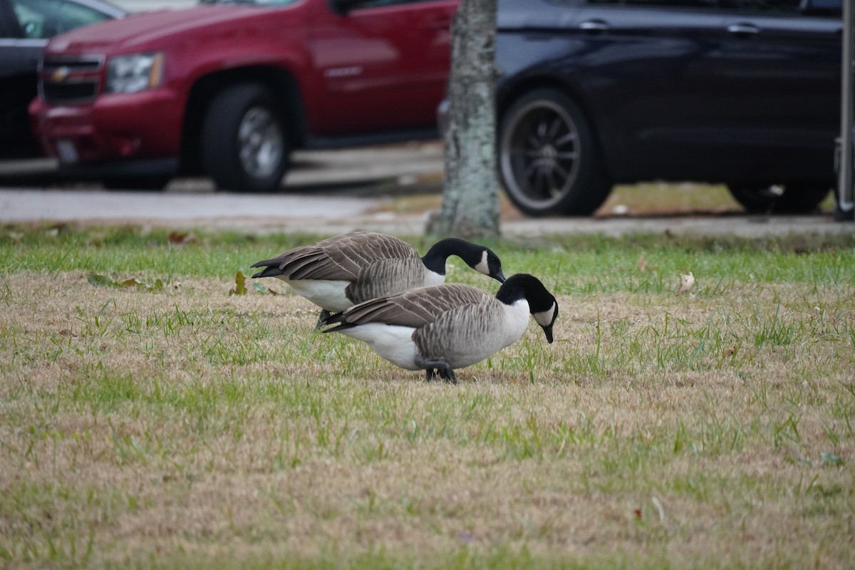 Canada Goose - ML646365615