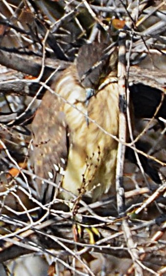 Northern Harrier - ML646365617