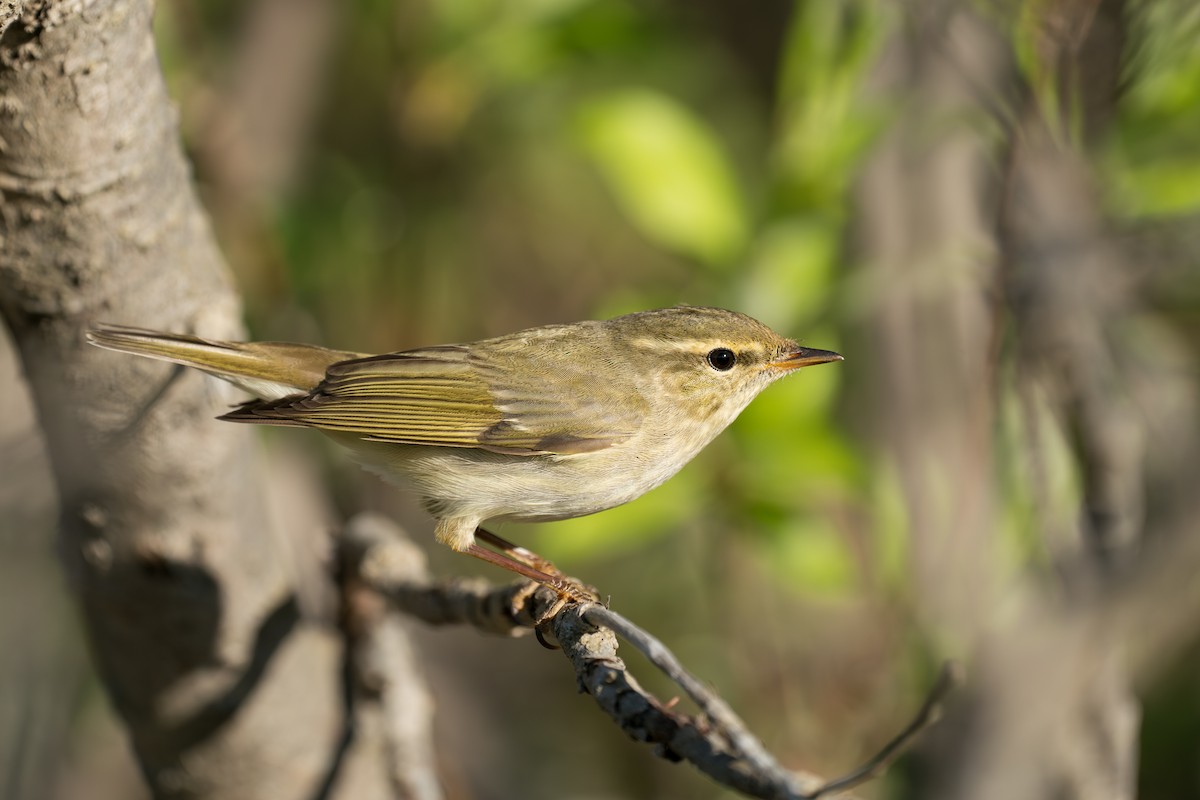 Arctic Warbler - ML646365621