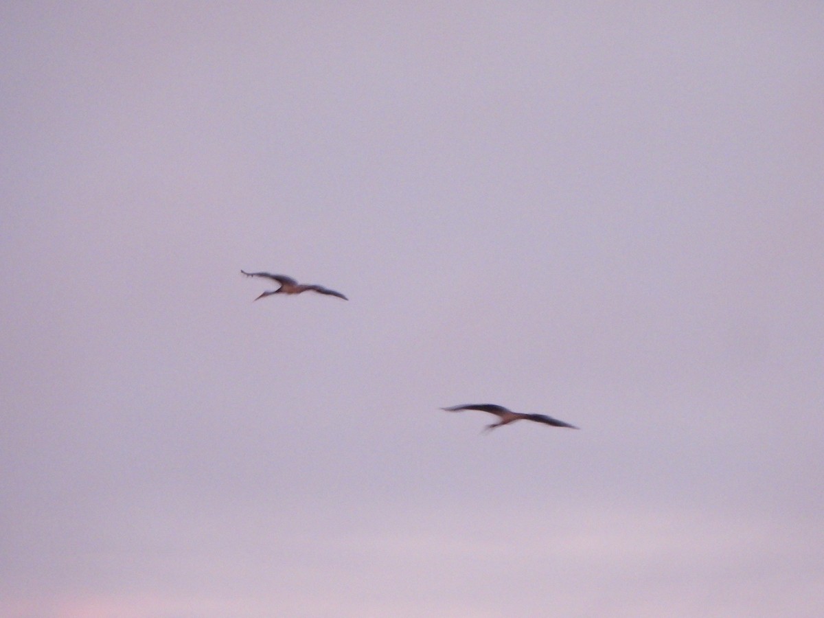 Black Stork - ML646365622