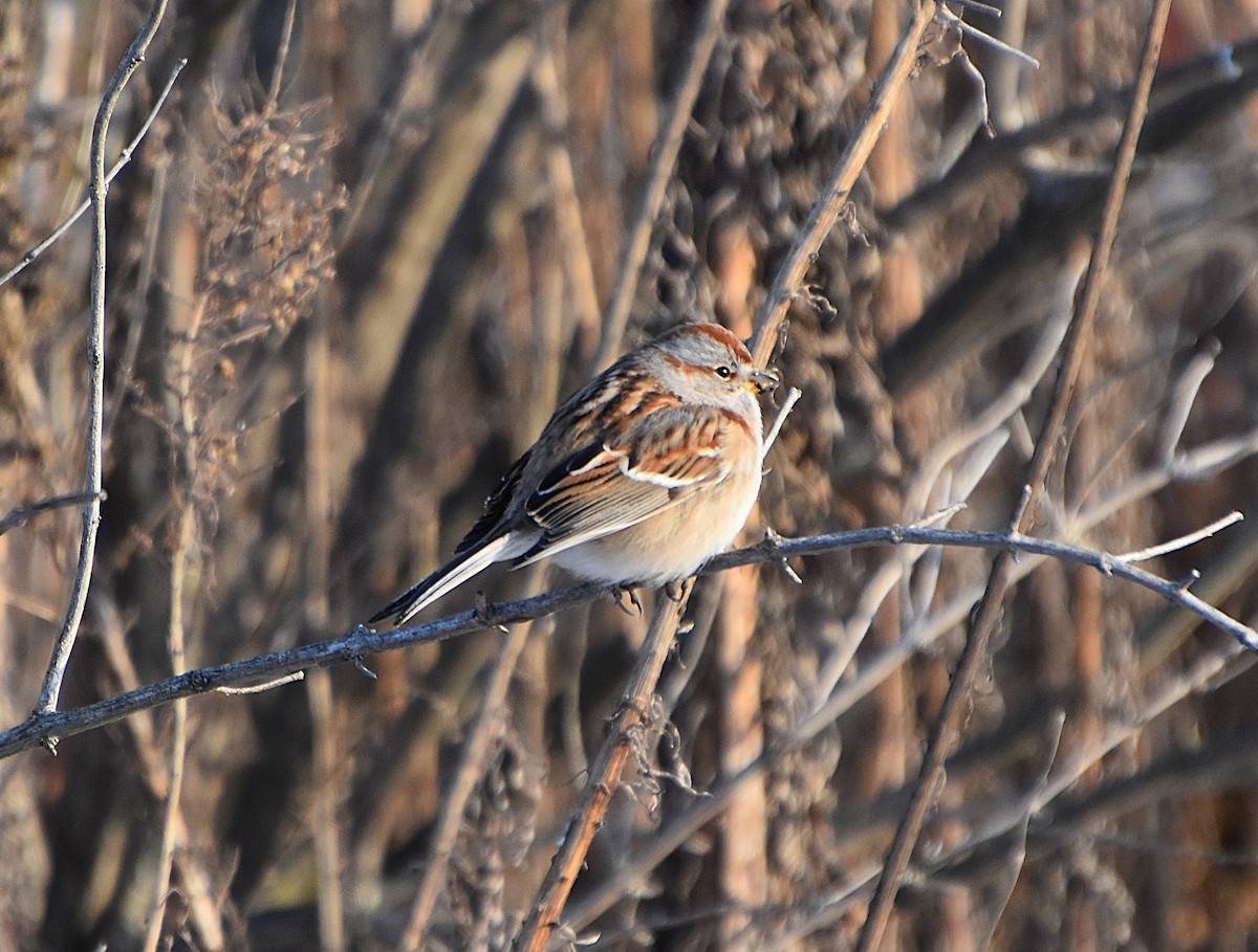 American Tree Sparrow - ML646365627