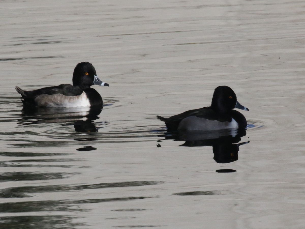 Moretta dal collare - ML646365630