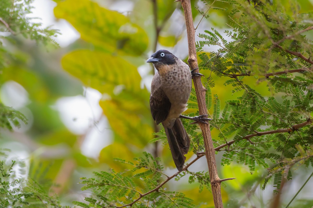 Blackcap Babbler - ML646365635