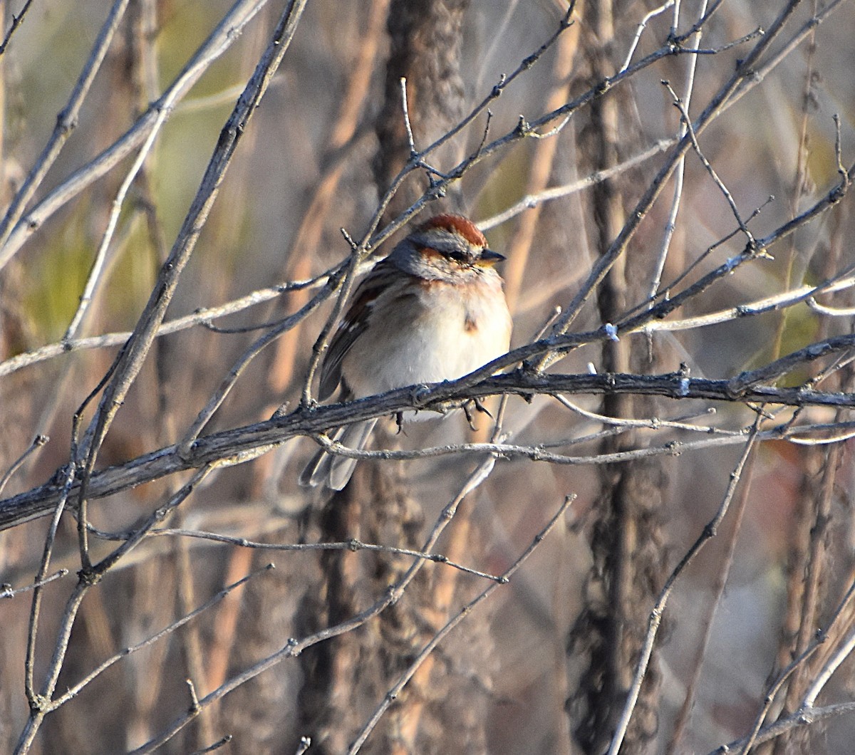 American Tree Sparrow - ML646365636