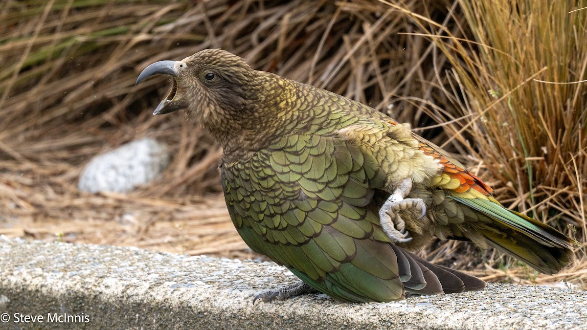 kea - ML646365637