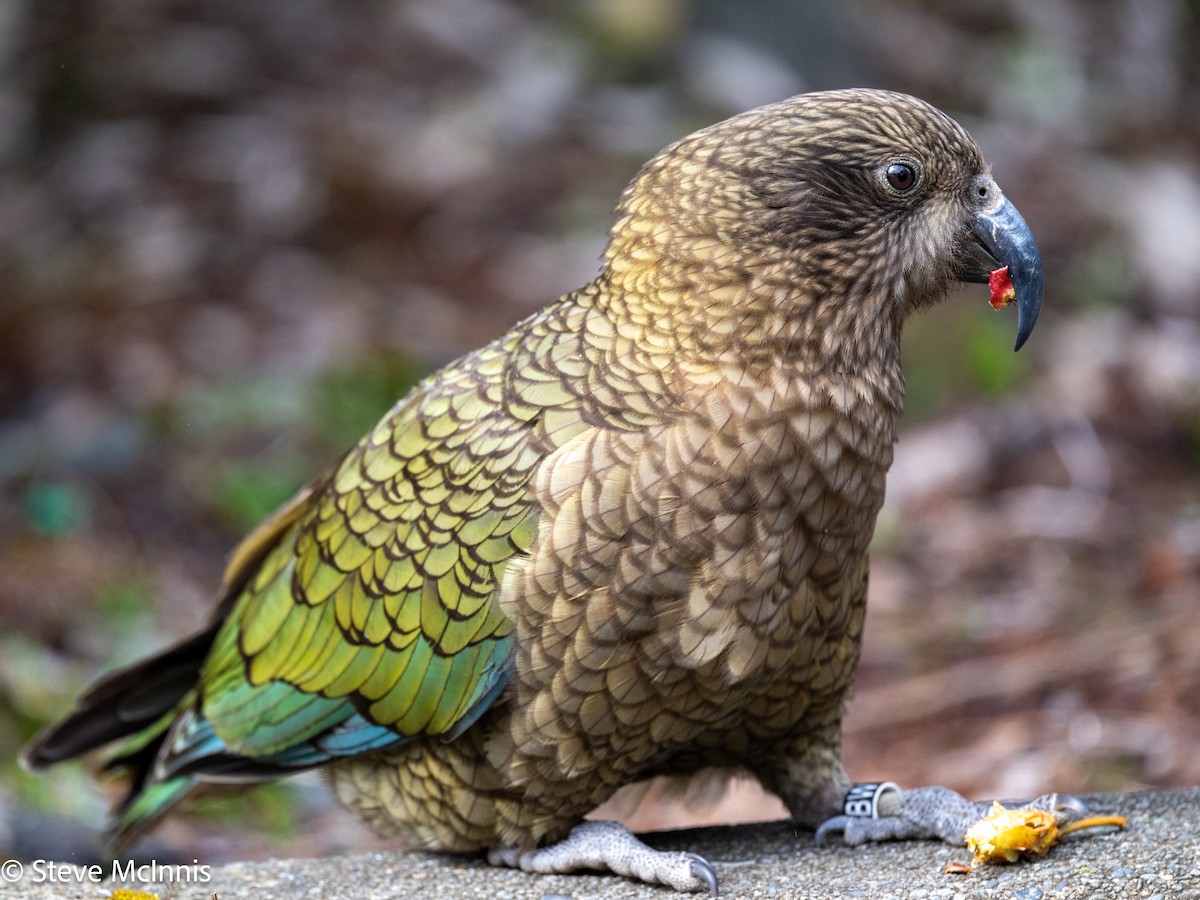 kea - ML646365638