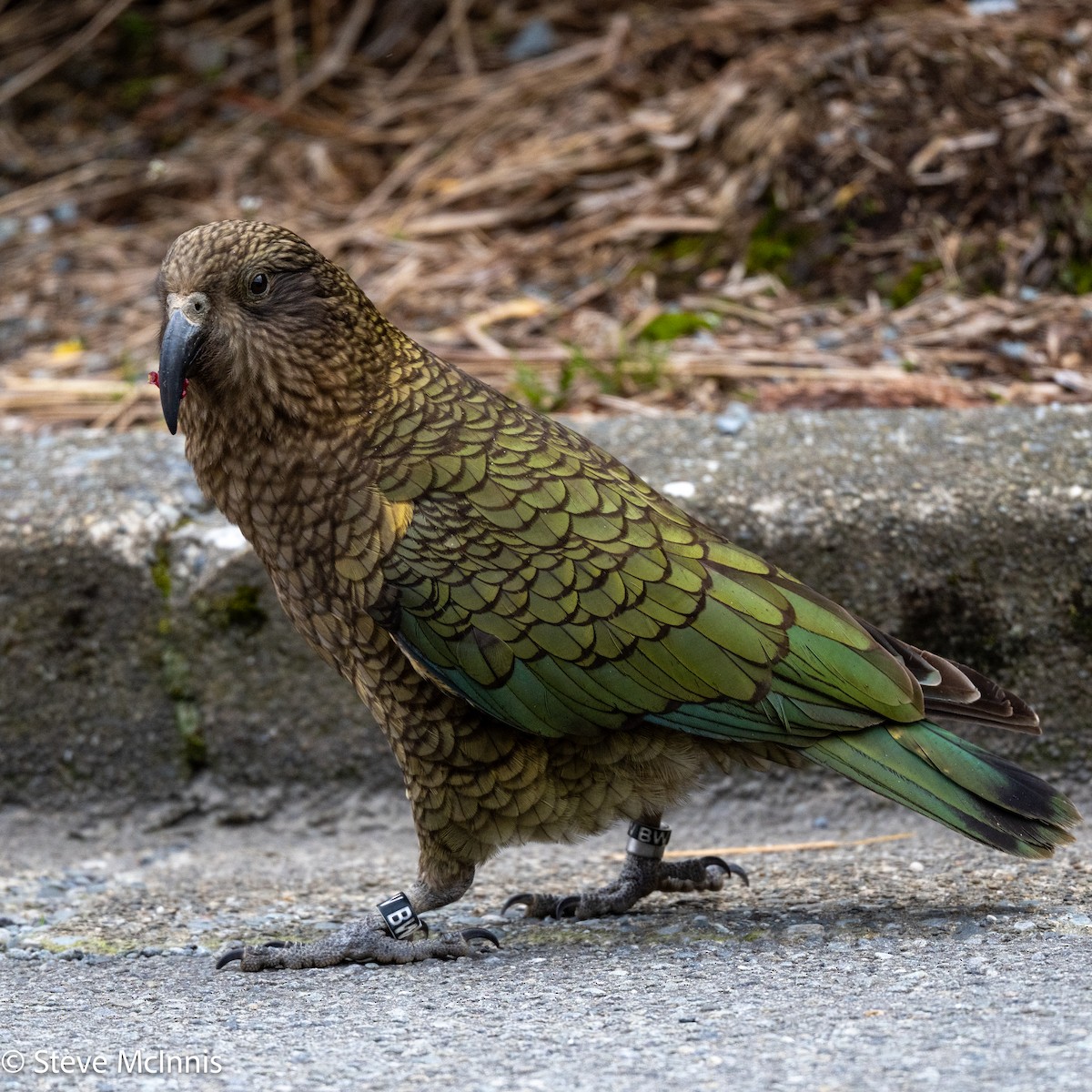 kea - ML646365639