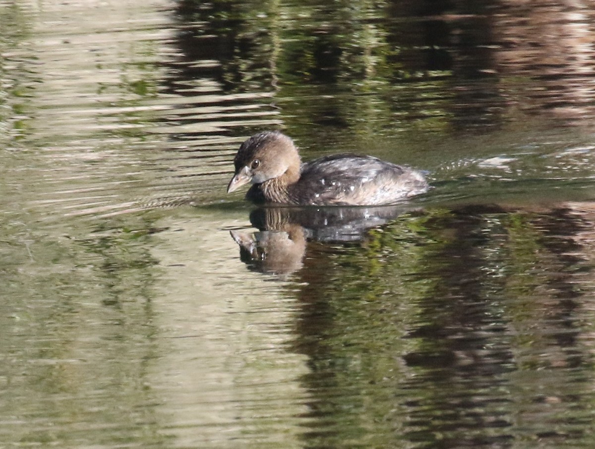 オビハシカイツブリ - ML646365641