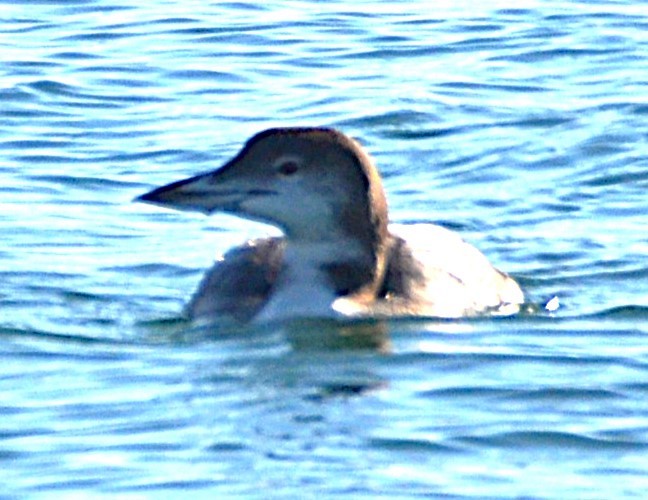 Common Loon - ML646365644