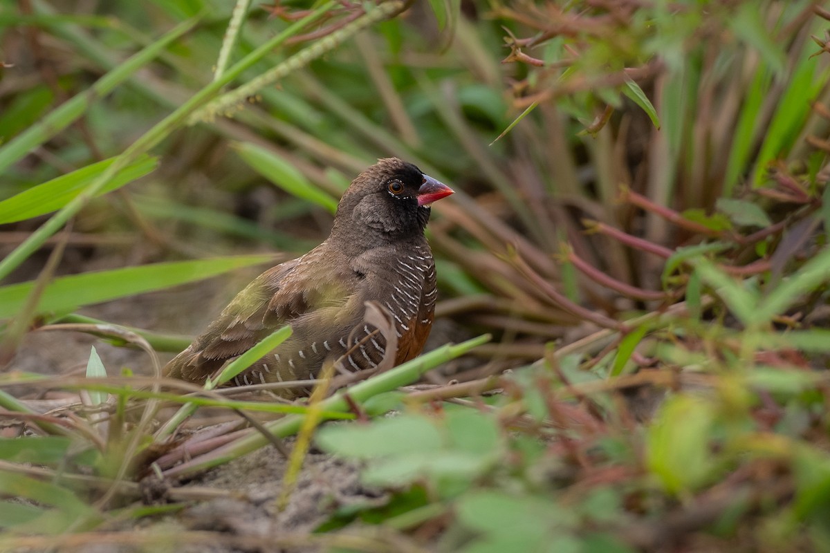 Quailfinch - ML646365645