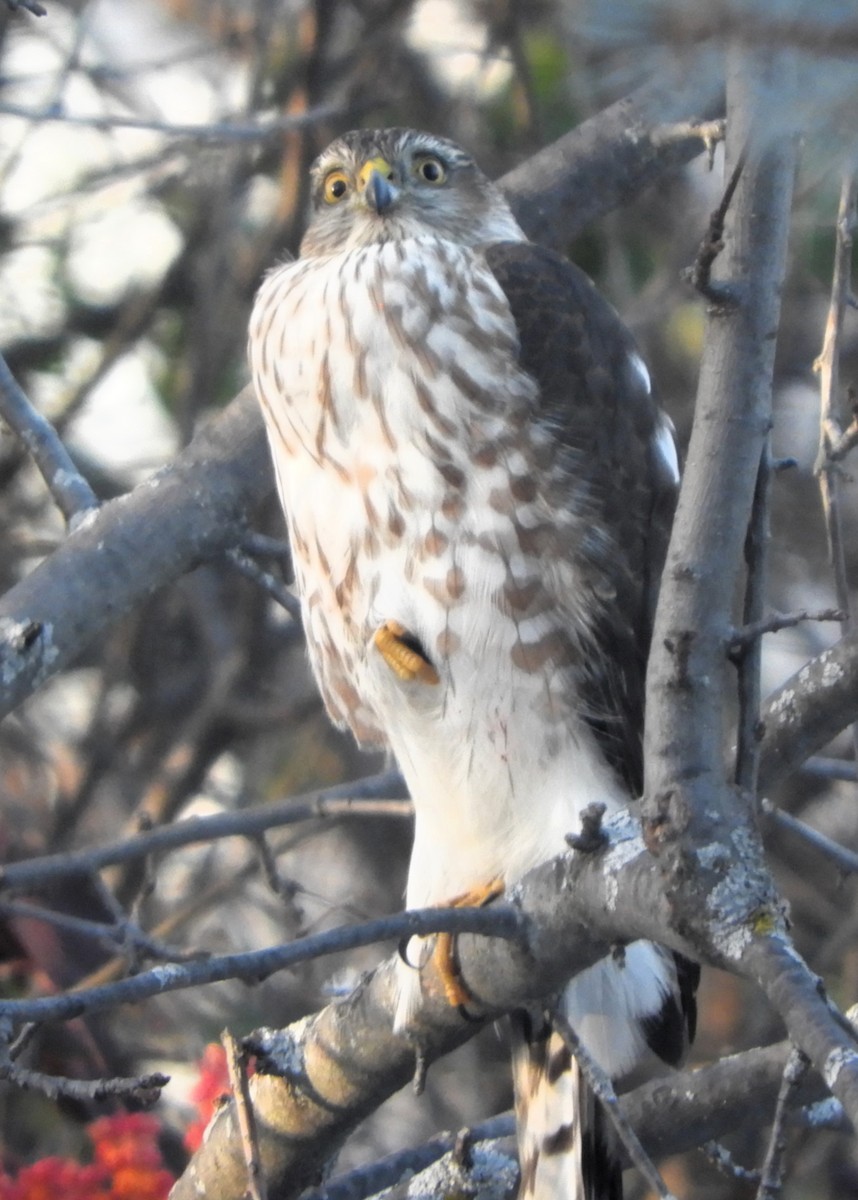 Cooper's Hawk - ML646365646
