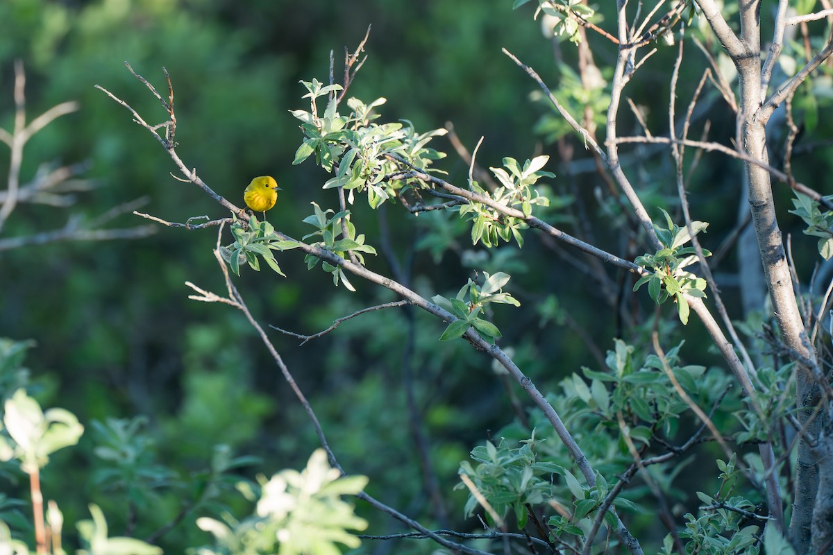 Northern Yellow Warbler - ML646365651