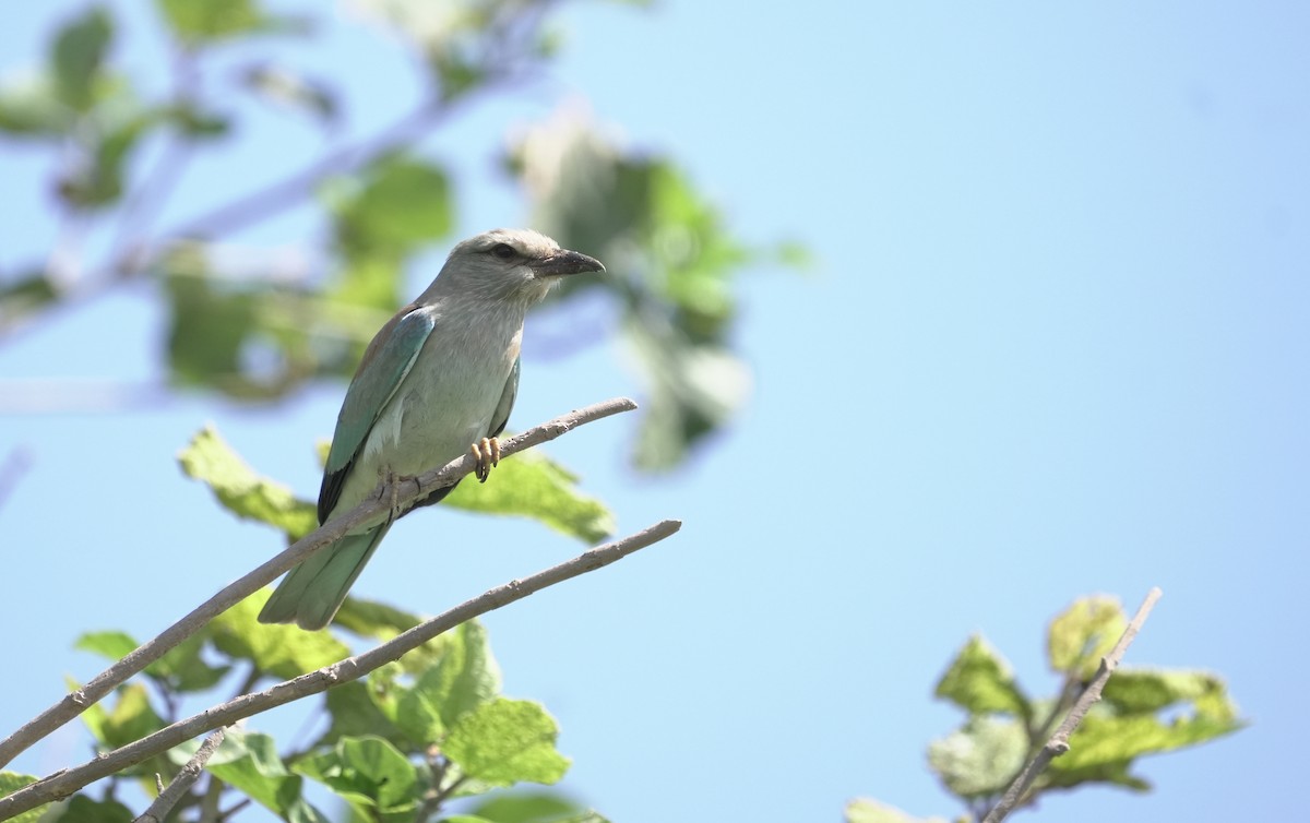 ニシブッポウソウ - ML646365653