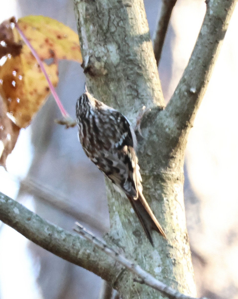 Agateador Americano - ML646365661