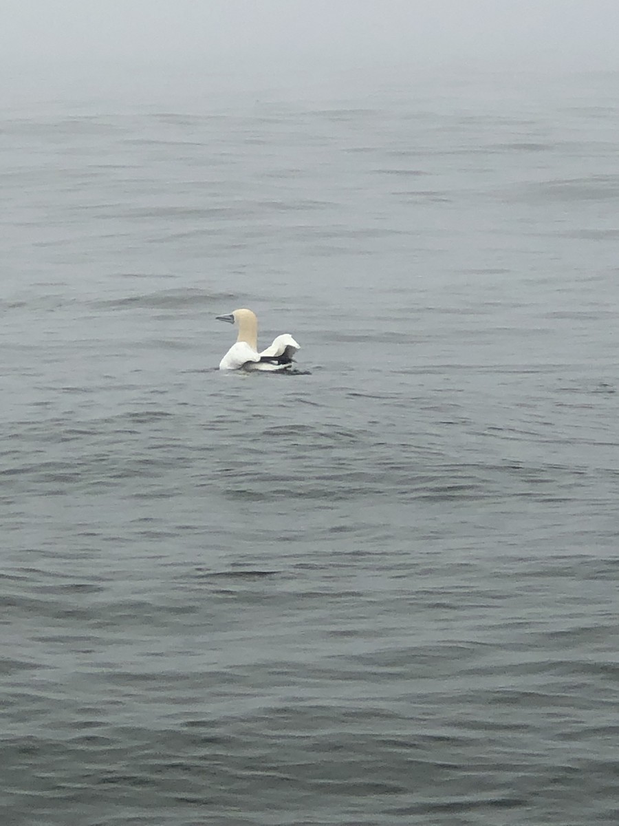 Northern Gannet - ML646365662