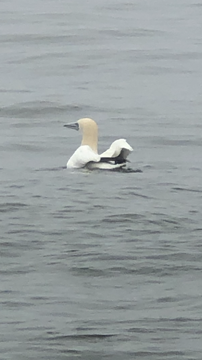 Northern Gannet - ML646365663
