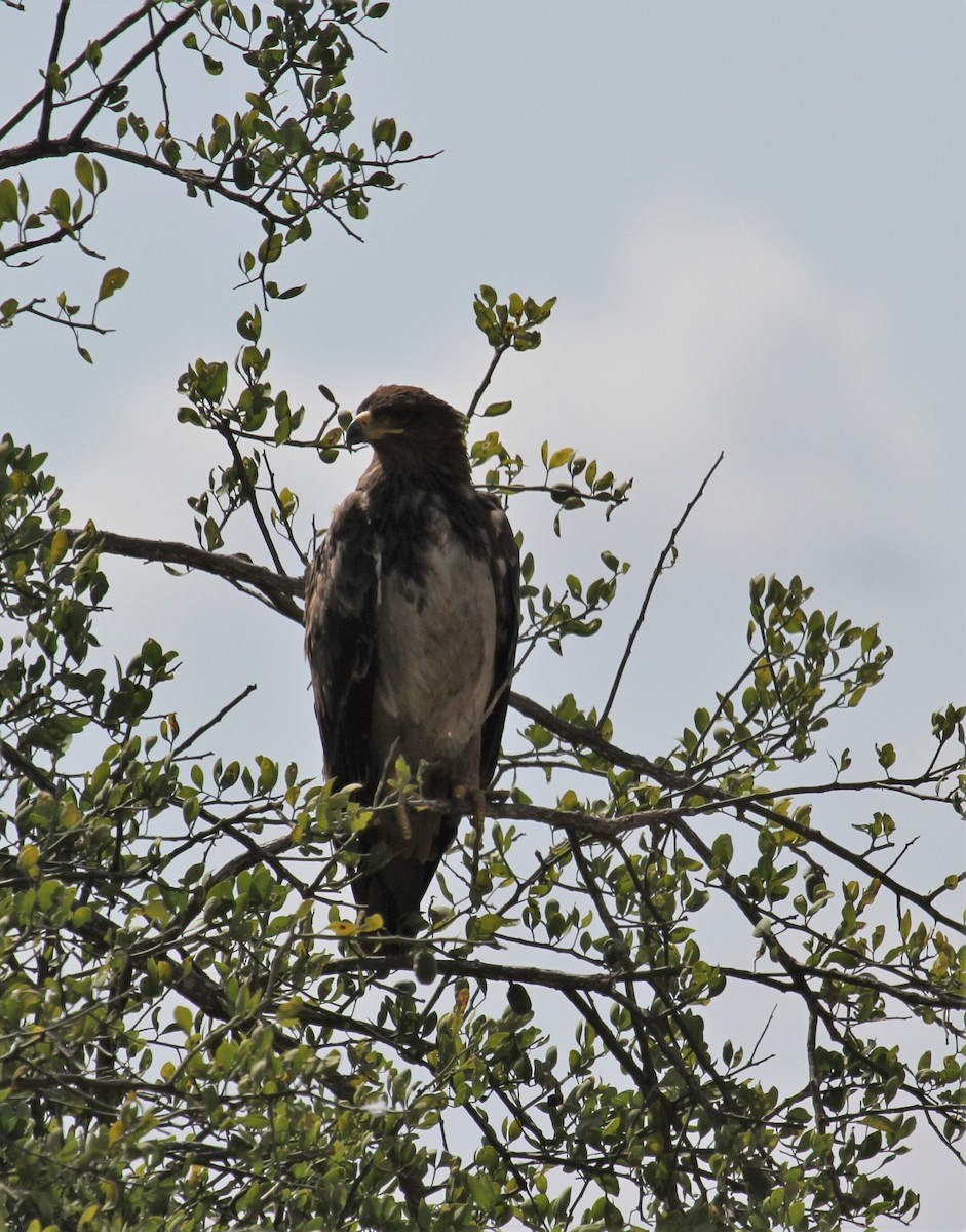 Águila Rapaz - ML646365665