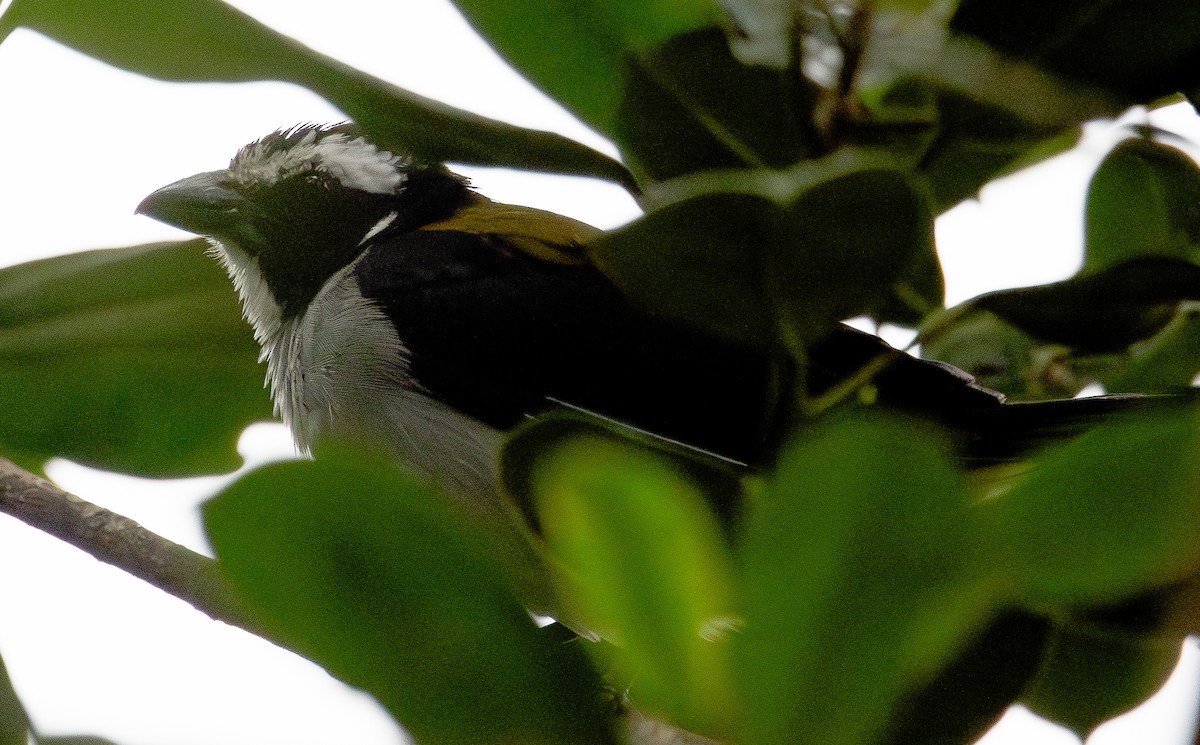 Black-winged Saltator - ML646365666