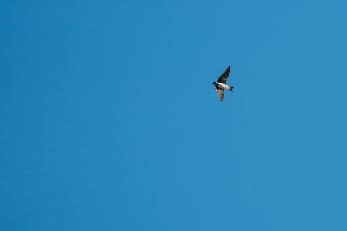 Avión Zapador - ML646365667