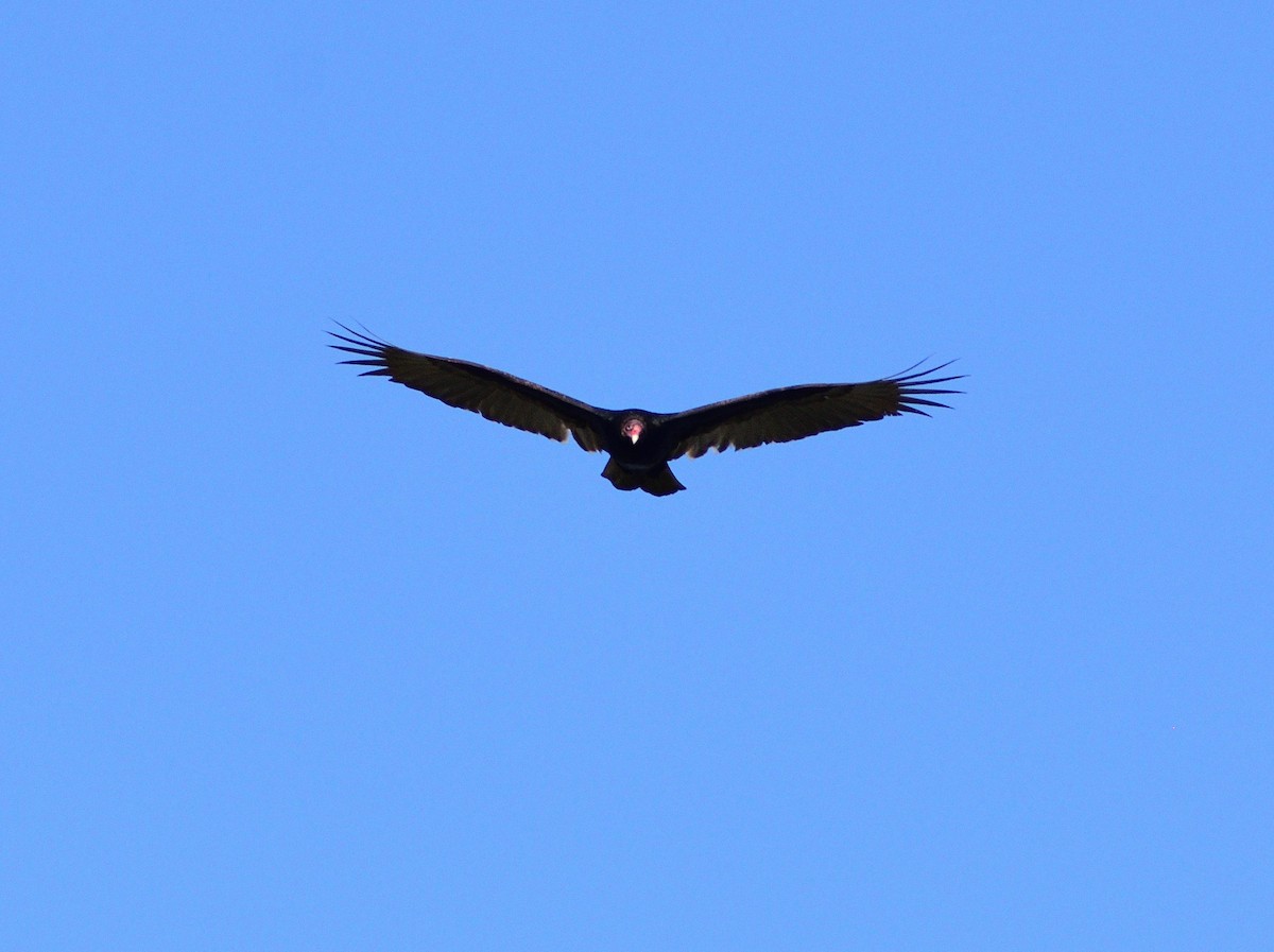 Aura Gallipavo - ML646365669