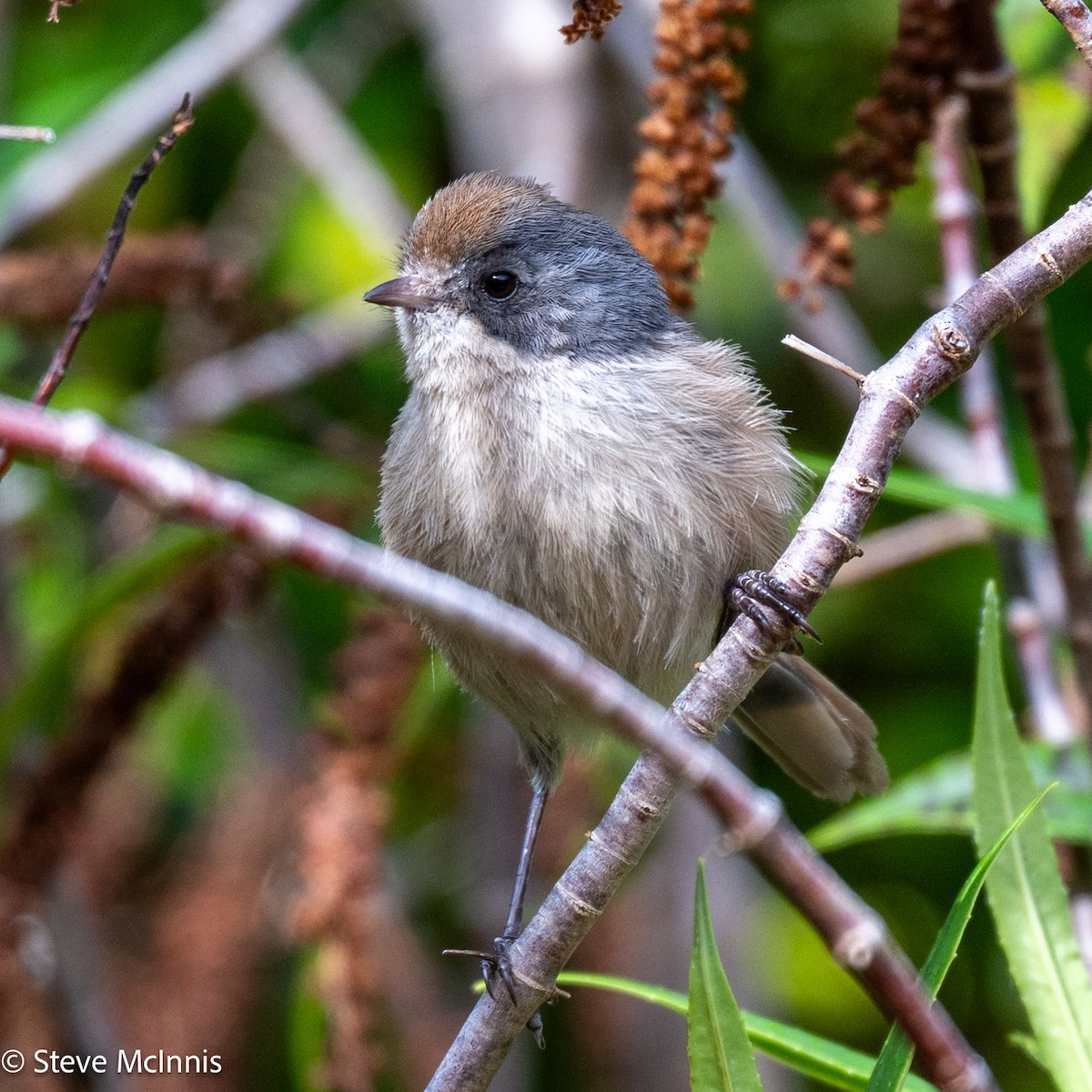 Mohoua Pipipí - ML646365670