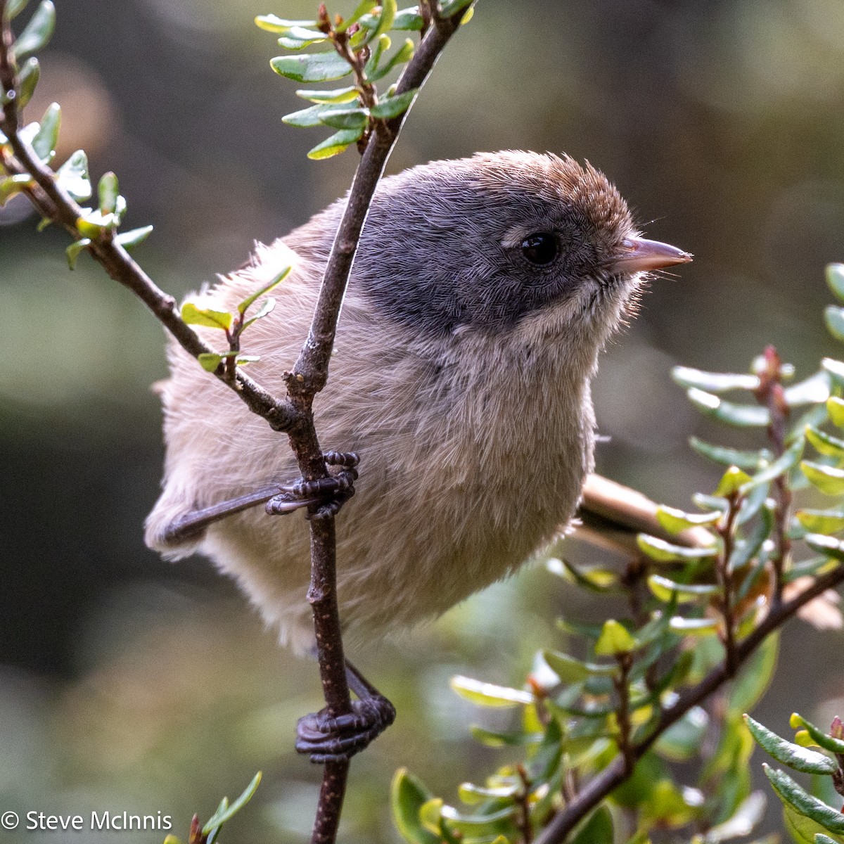 Mohoua Pipipí - ML646365672