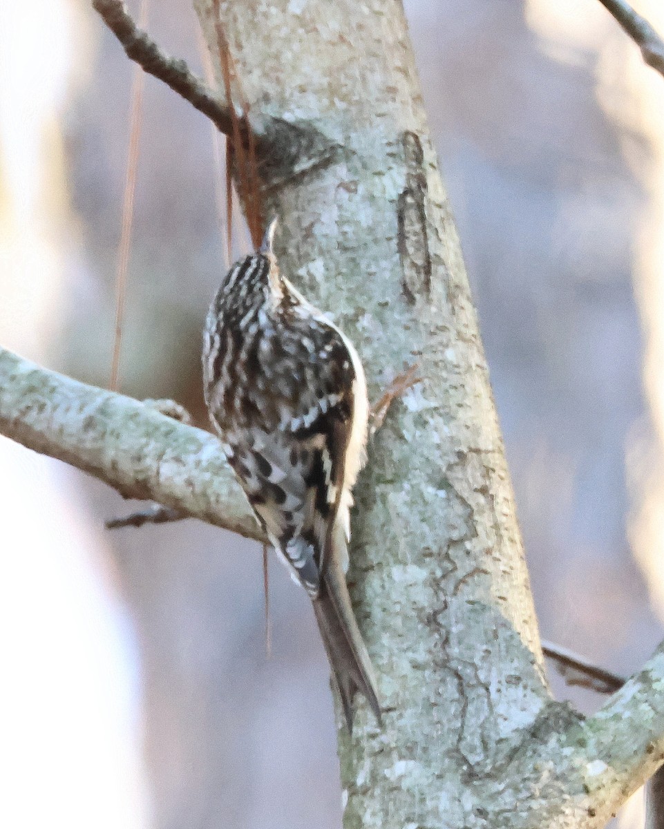 Agateador Americano - ML646365674