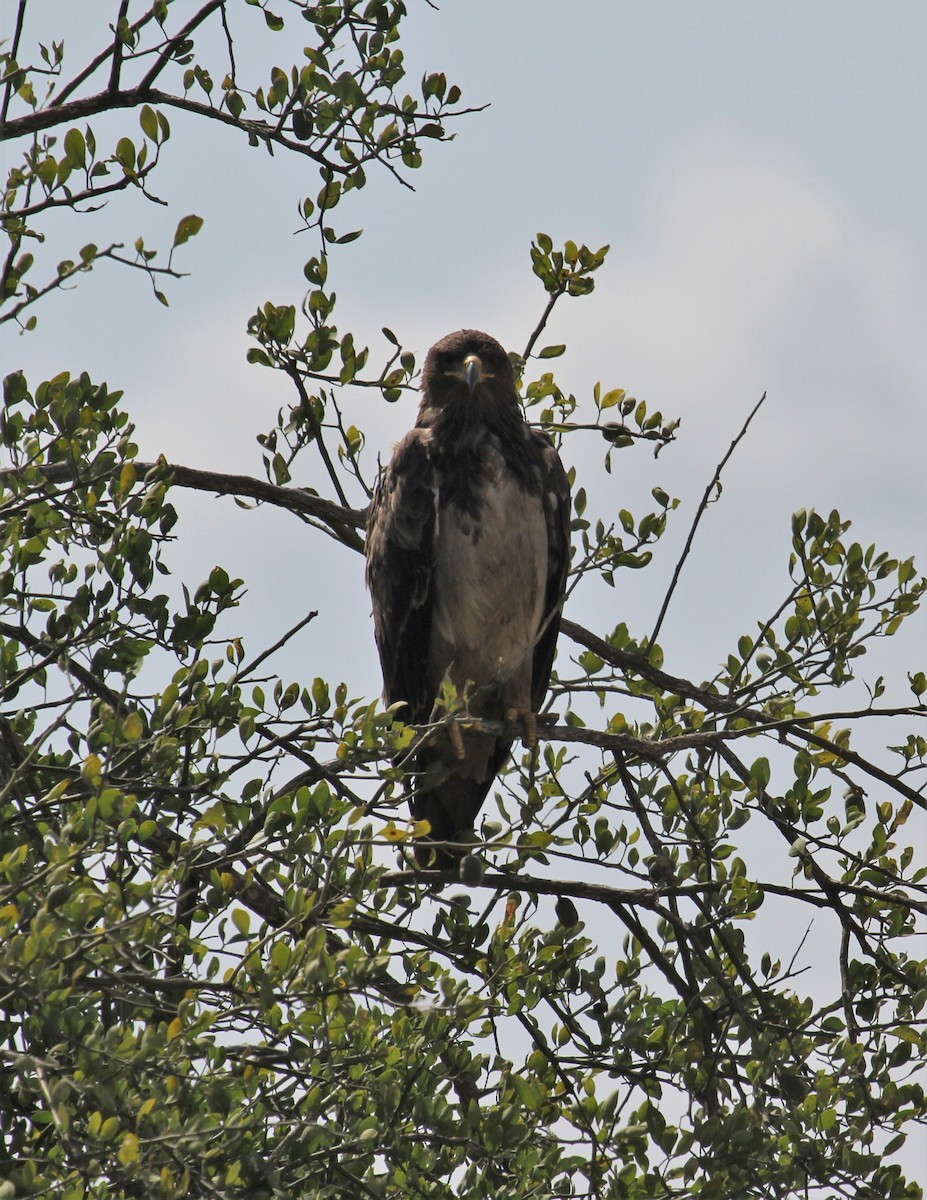 Águila Rapaz - ML646365675