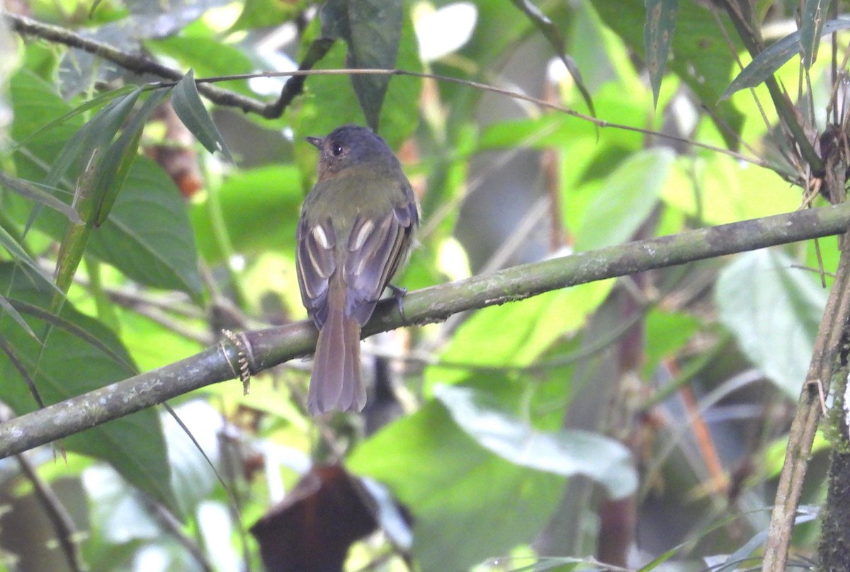 Orejero Pechirrufo - ML646365676