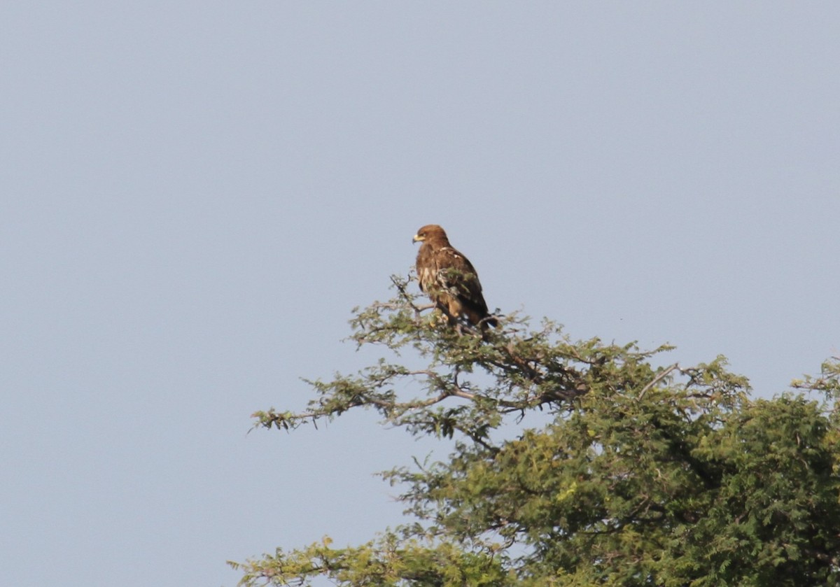 Águila Rapaz - ML646365679