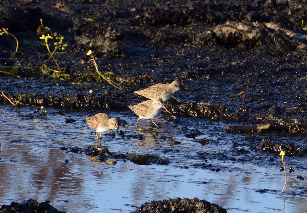 Correlimos Menudillo - ML646365680