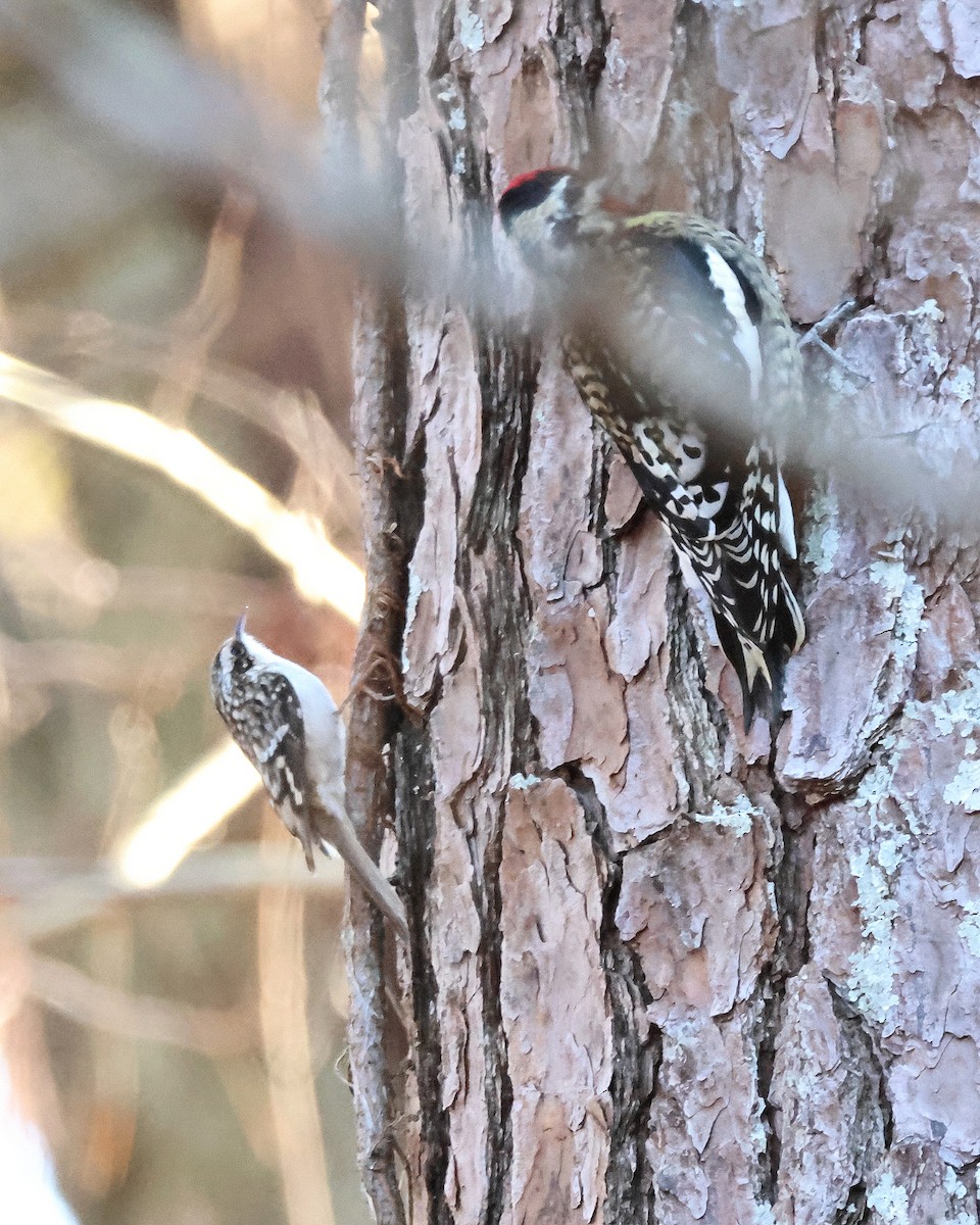 Chupasavia Norteño - ML646365681