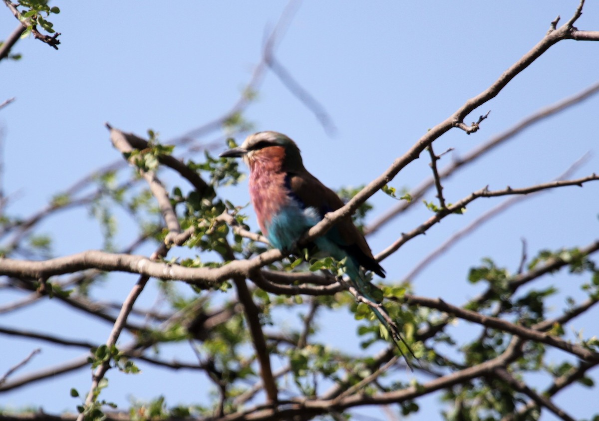 Carraca Lila - ML646365683