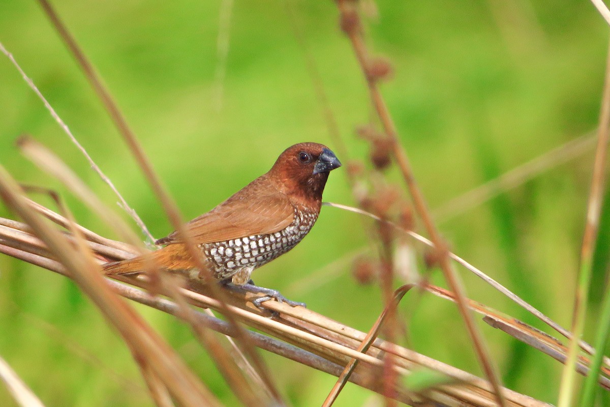Capuchino Punteado (punctulata) - ML646365684