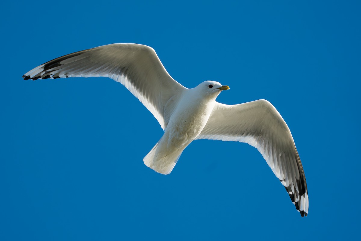 Gaviota de Alaska - ML646365687