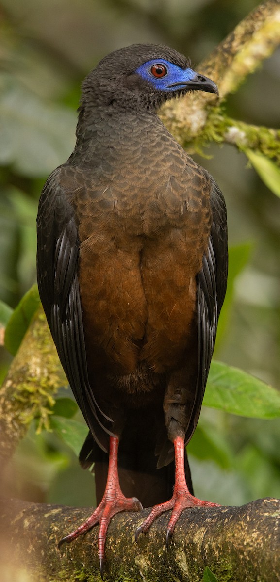 Pava Falcialar - ML646365688