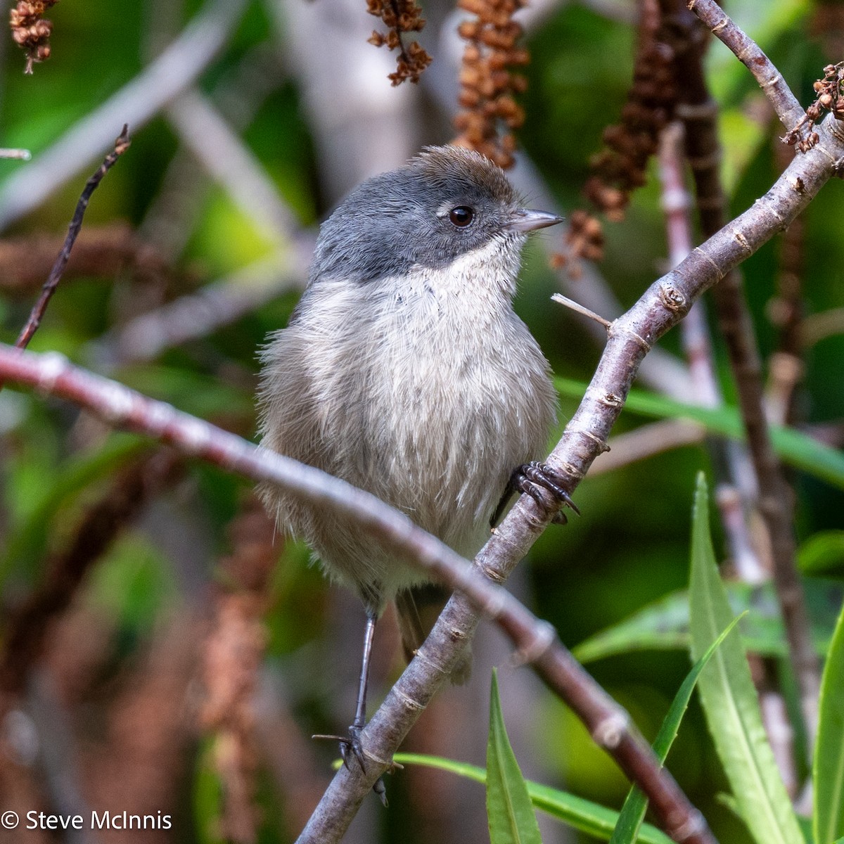 Mohoua Pipipí - ML646365689