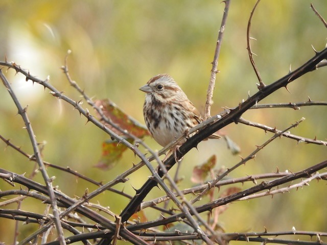 Chingolo Cantor - ML646365690