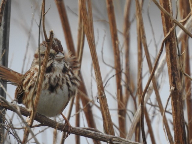 Chingolo Cantor - ML646365691